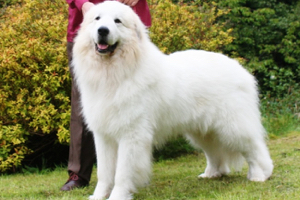 The Adventures of Lilith, a big, white dog - Katrina Harrison