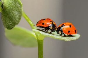 Lady bugs - Josephine, PUMP Theatre